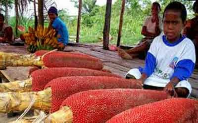  Kekayaan Papua Barat Yang Tak Ternilai Harganya 7 KEKAYAAN PAPUA BARAT YANG TAK TERNILAI HARGANYA