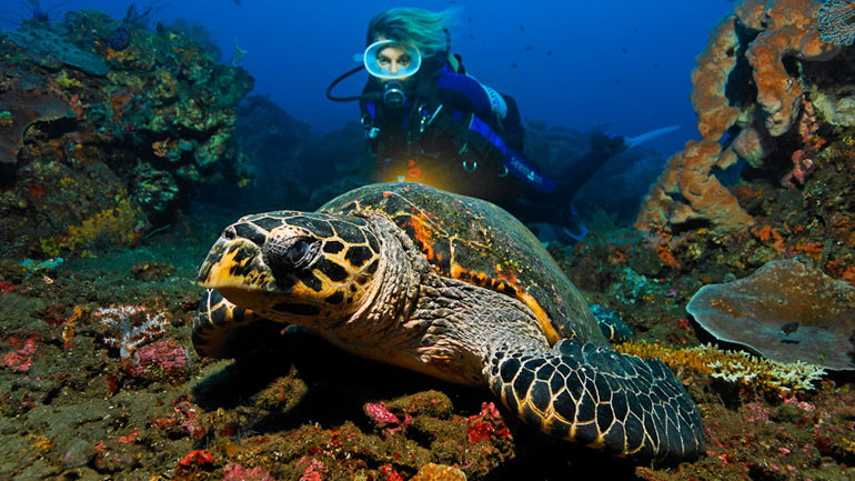 Menikmati Spot Diving Terbaik Di Pantai Tulamben  MENIKMATI SPOT DIVING TERBAIK DI PANTAI TULAMBEN