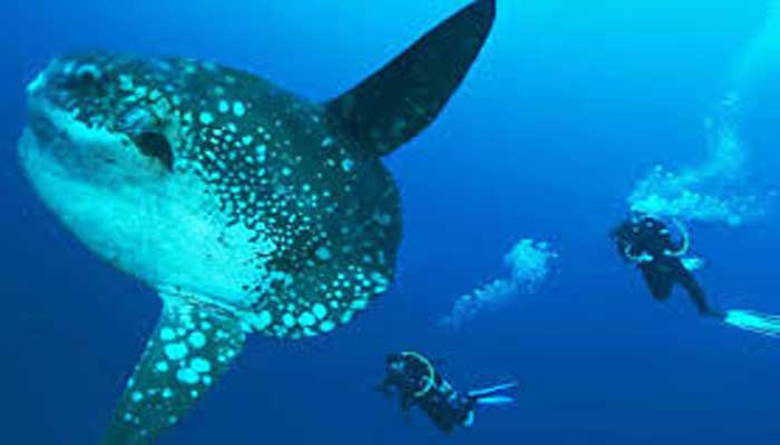 Menikmati Spot Diving Terbaik Di Pantai Tulamben  MENIKMATI SPOT DIVING TERBAIK DI PANTAI TULAMBEN